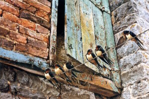 Ласточки на веревке