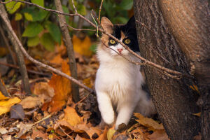 Кошка у дерева