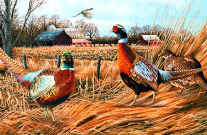 Фазаны в траве