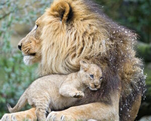 Лев и львенок