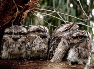 Причудливые птицы