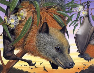 Летучие лисицы