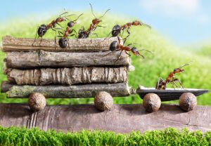 Тележка муравья