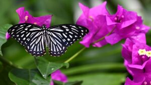 Бабочка и сиреневые цветы