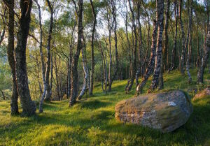 Березы и камень