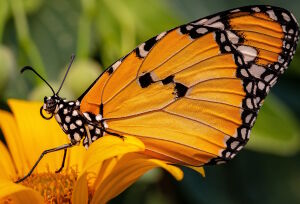 Данаида хризипп