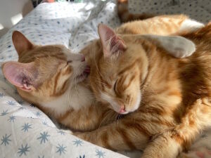 Рыжие мордашки