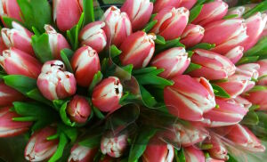 Тюльпаны бутончики