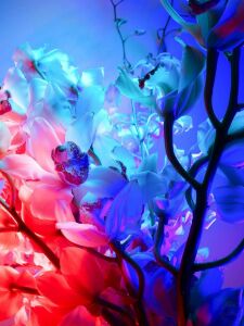 Цветы в красном и синем цвете