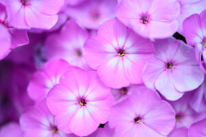 Флокс метельчатый