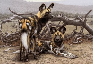 Гиеновидные собаки