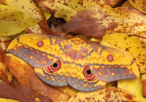 Павлиноглазка грушевая