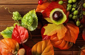 Каштан и хмель