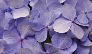 Лиловая гортензия