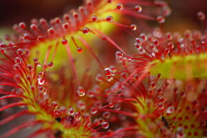 Капли интересного растения