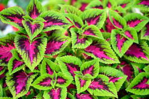 Колеус кустик