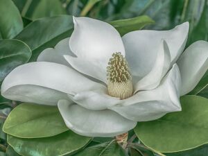 Белая манголия