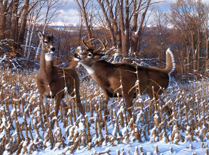 Молодые олени