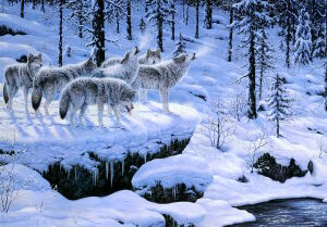 Волки зимой в лесу