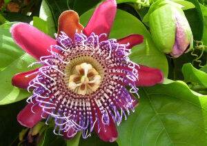 Маракуйя пассифлора