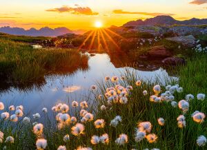 Рассвет и пушистые цветочки