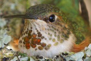 Охристый колибри