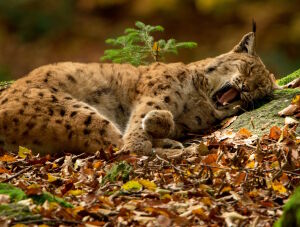 Зевающая рысь