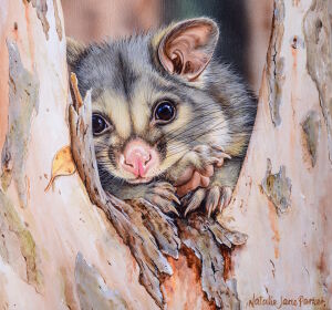 Опоссум на дереве