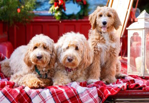 Золотистые ретриверы