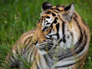 Полосатая кошка