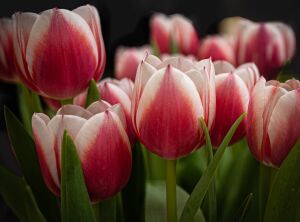 Крупные тюльпаны и листья