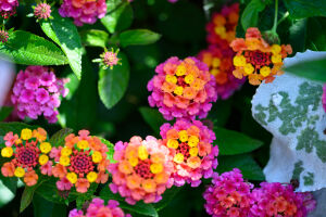 Цветы лантана