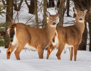 Сибирские косули