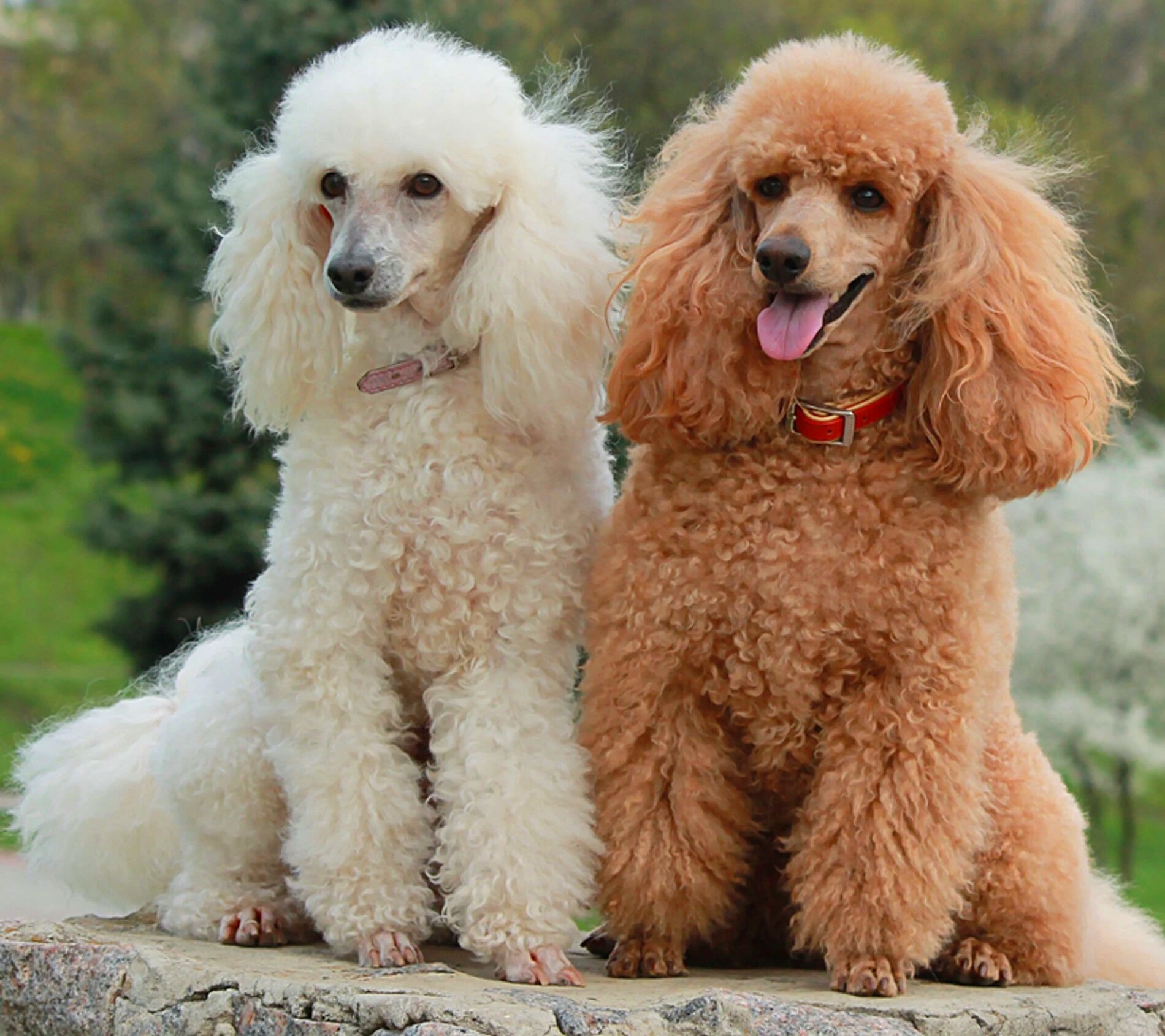 Пара пуделей