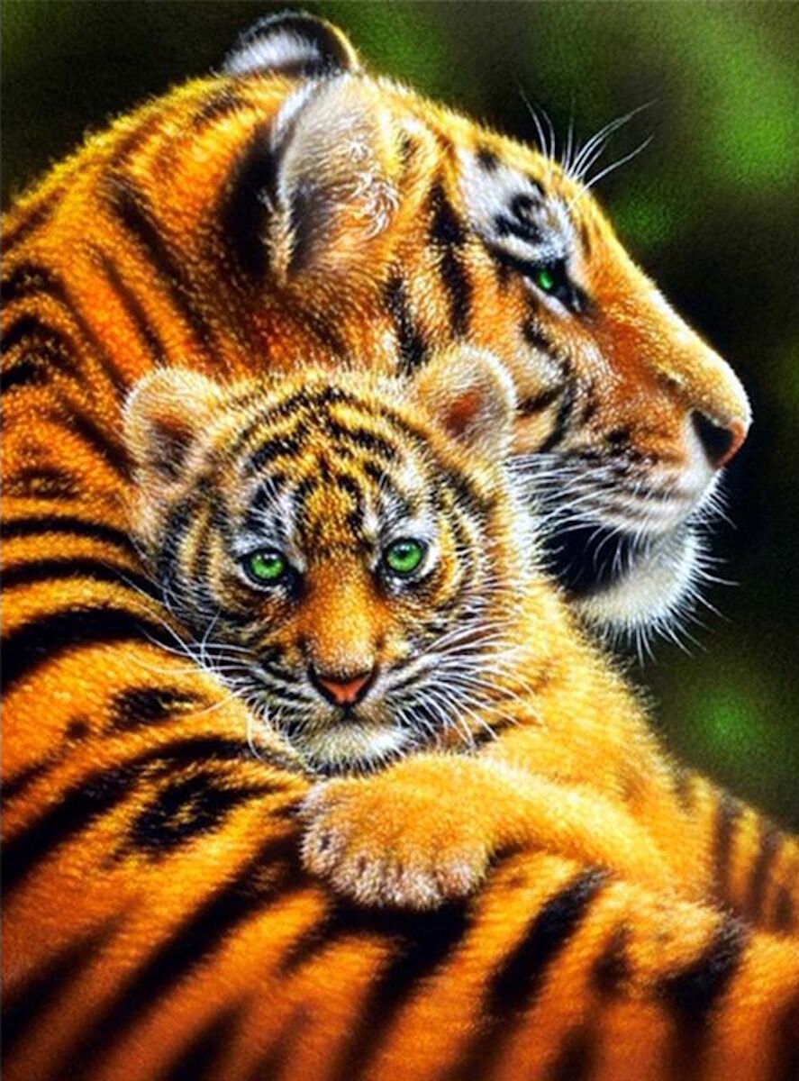 Тигрица и тигренок