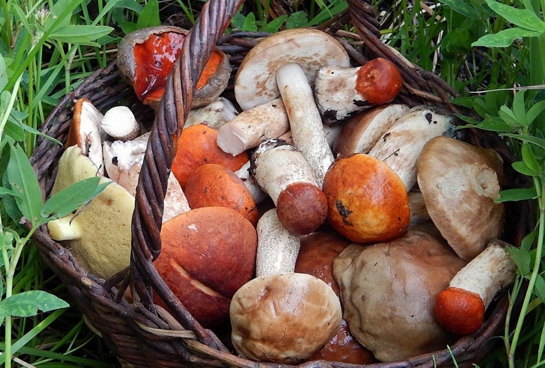 Корзинка с лесными грибами