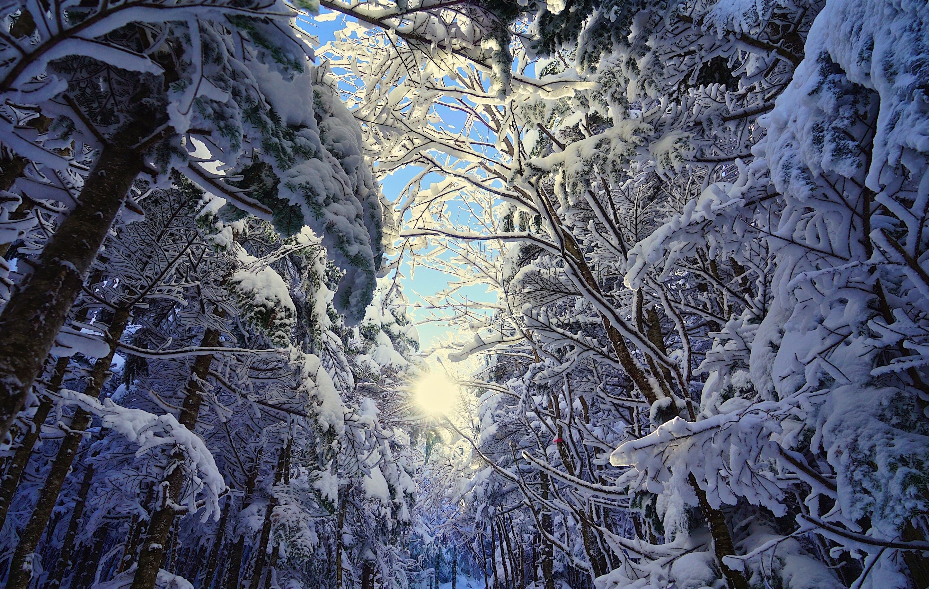 Снежные деревья