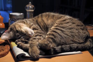 Кот на журнале