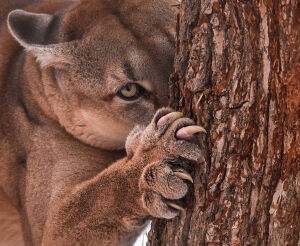 Когтистая пума