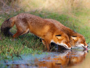 Рыжие на водопое