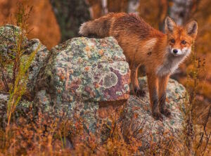 Рыжая на рыжем фоне