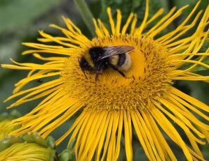 Шмель на цветочке