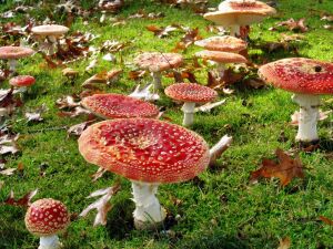 Мухоморы на поляне