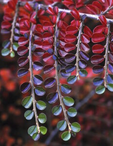 Кизильник листочки