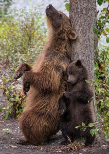 Чешем спинку