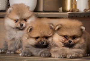 Померанские серые шпицы