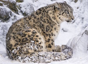 Зимний ирбис