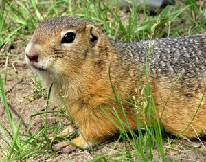 Степной суслик