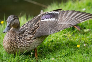 Уткины потягушки