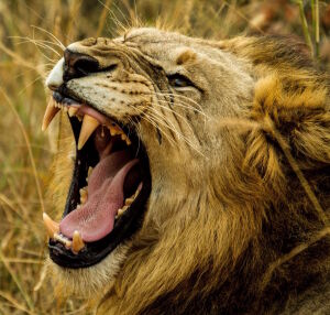 Львиный оскал
